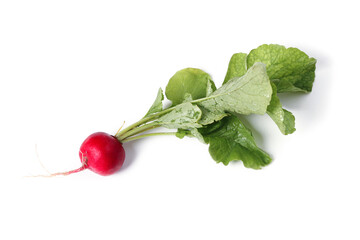 Ripe radish