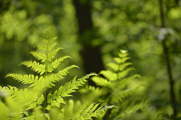 Fern leaves. Selective focus. Tropical leaf. Close-up of nature against the background of green leaves and palm trees. 