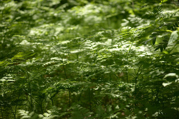 Fern leaves. Selective focus. Tropical leaf. Close-up of nature against the background of green leaves and palm trees. 