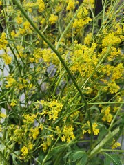 Yellow flowers background