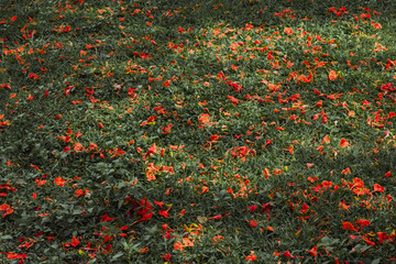 red flowers falling on the grass