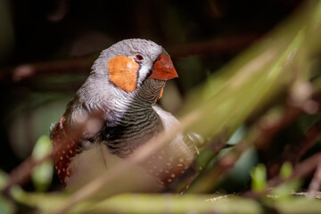 Zebra Finch..