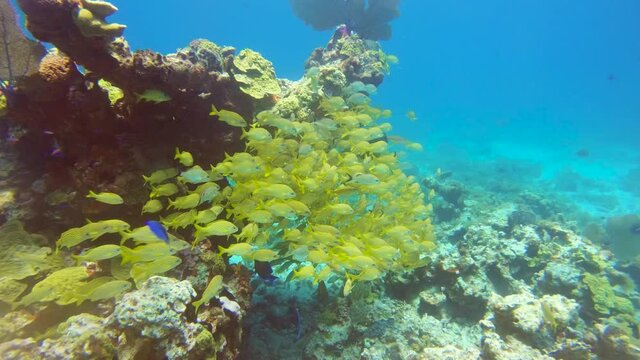 Buceo en el Caribe mexicano Canc&uacute;n 