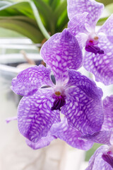 Blooming large violet orchid  flower of the genus Vanda closeup in the garden.