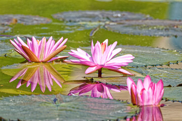 Pinke Seerosen im Teich