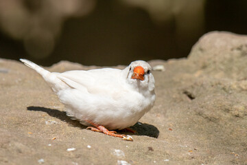 zebra finch on a rock