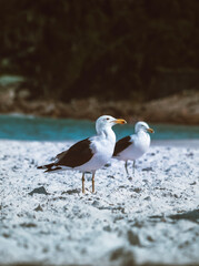 seagull on the beach