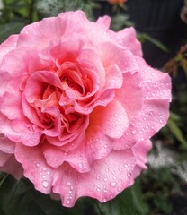 pink rose in garden