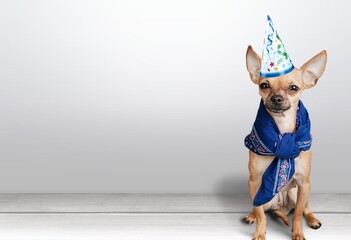 Cute dog wearing a party hat. Dog food, goods for pets advertising concept.