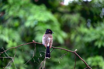 red bulbul shrike on branch after monsoon