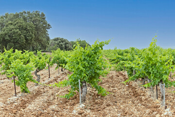 Fototapeta na wymiar vignes en été sous un ciel bleu