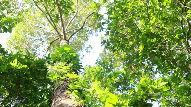 bokeh High treetop of tropical Yang Na trees (Dipterocarpus alatus Roxb. in science name)   in countryside of Thailand