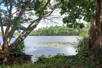Obraz premium Coast of a river in northeastern Brazil