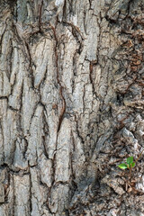 Texture of the relief bark of an old tree