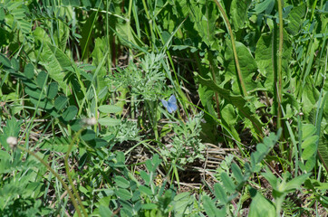 A Blue Butterfly in Weeds and Grass