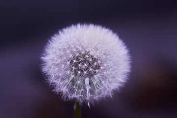 dandelion flower, Dandelion flower with a background of blue sky and clouds