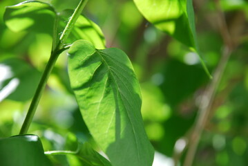 Obraz premium Green leaves of a lilac bush. Close-up on thin green branches and leaves of lilac. The leaves are partly sunlit and partly in shade from other leaves and branches.