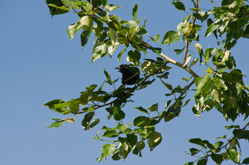 Fototapeta na wymiar A Red-Winged Blackbird in a Tree
