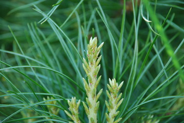 Young shoots on the branches of the Far Eastern cedar. Close-up on a fluffy branch of a cedar with green needles. A yellow-green young shoot is visible on the branch.
