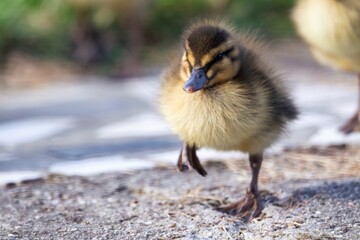 A close up portrait of a small tine baby duck or duckling wobling and walking on a concrete road. The cute little chick  was running behind its mother.