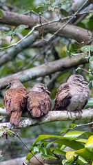 dove cinnamon-winged dove sleep after filling the conversation