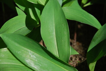 Large, wide leaves of lily of the valley. Several green wide large flies of the lily of the valley flower grow next to each other. The leaves are illuminated by the rays of the setting sun.