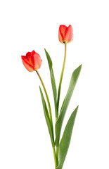Tulip flower on a long stem with leaves, isolated on white background. Beautiful spring flowers.