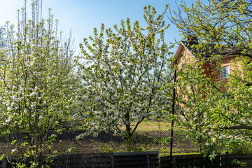 Fototapeta premium garden full of fruit trees with white flowers in spring