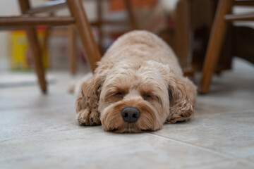 Cute Cockapoo Poodle Mix, Dog Relaxing, Poodle Dog Photo