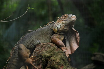 Iguana - Foz do Iguaçu Bird Park