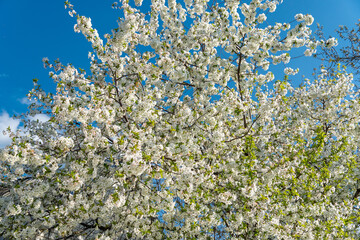 garden full of fruit trees with white flowers in spring