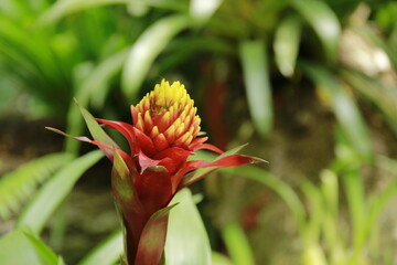 GUZMANIA CONIFERA - Exotic Plant found in the Foz do Iguaçu Bird Park