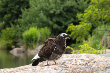 Pigeon on a rock