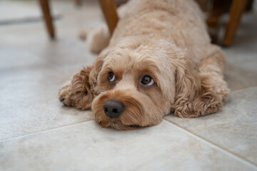 Cute Cockapoo Poodle Mix, Dog Relaxing, Poodle Dog Photo