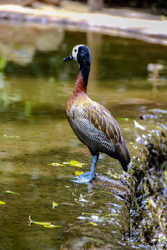 Rere Bilder Durchsuchen 89 Archivfotos, und Videos