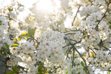 Lot of white flowers on blooming branches of fruit trees in garden