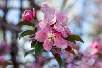 many pink flowers on blooming branches of fruit trees in garden