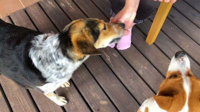 Mixed beed  female dog eating pancake from master hand while Basenji male dog is trying to eat it too