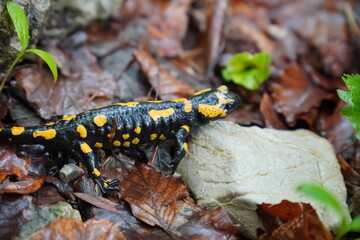 Kleine Wanderung bei Marquardstein: Feuersalamander