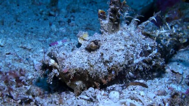
Spiny Devilfish or Demon Stinger (Didactylus inimicus) Hiding in Sandy Bottom - Philippines