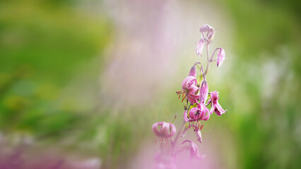 Mountain wild purple lilium martagon