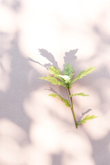 Green leaf on white background with sunlight stylish shadows. Aesthetic minimal wallpaper. Summer plant composition