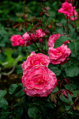 Roses in a Japanese garden in Shibuya Tokyo.