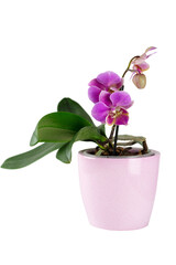 Vase with mini orchid in bloom