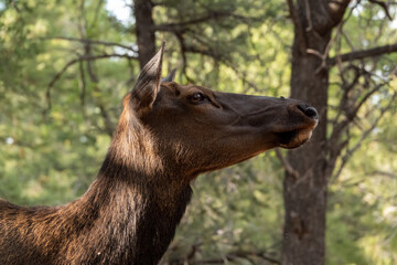 Obraz premium close-up of female elk in forest