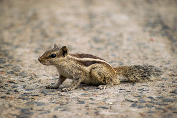 Squirrels(also known as rodents) posing differently all throughout