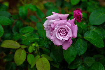 Roses in a Japanese garden in Shibuya Tokyo.