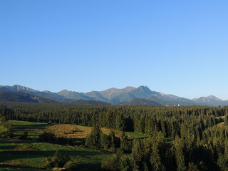 Obraz premium forest in the mountains