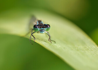 Blue damselfly dragonfly head and eyes close up, sitting on green leaf, shallow depth of field macro photography