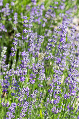 Selective Focus on Spring insects. A Humblebee colect nectar on blue flowers of a lavender field. Bumblebee also known as carpenter bee. Blurred background.